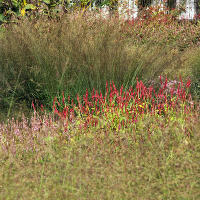 Пит Удольф Pensthorpe Millenium Gardens. Сад Миллениум