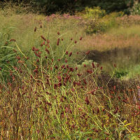 Пит Удольф Pensthorpe Millenium Gardens. Сад Миллениум