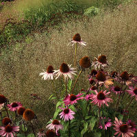 Пит Удольф Pensthorpe Millenium Gardens. Сад Миллениум