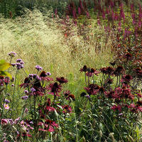 Пит Удольф Pensthorpe Millenium Gardens. Сад Миллениум