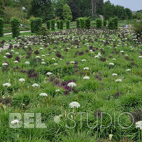 RHS Wisley