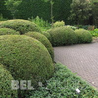 Topiary. Крис Геселен  